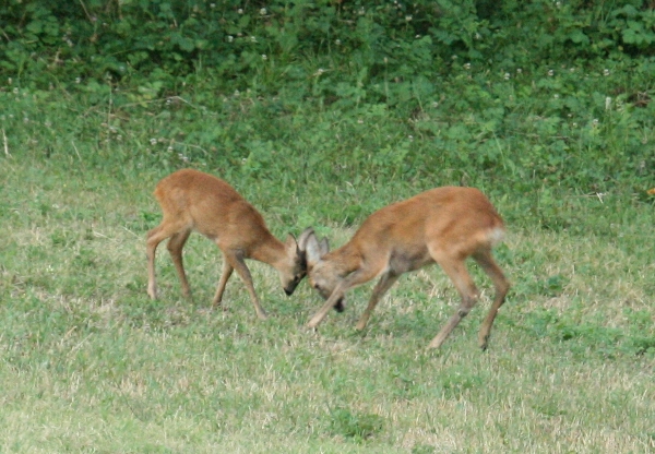 Il Capriolo